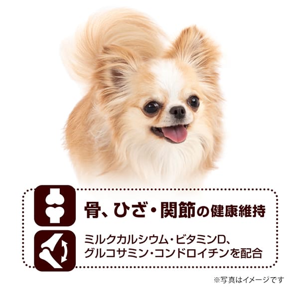 チワワ用